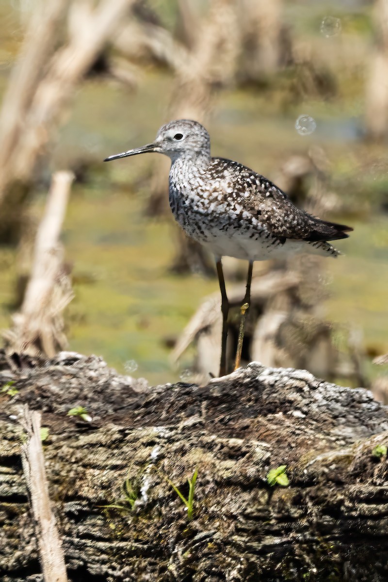 Solitary Sandpiper - ML639077770