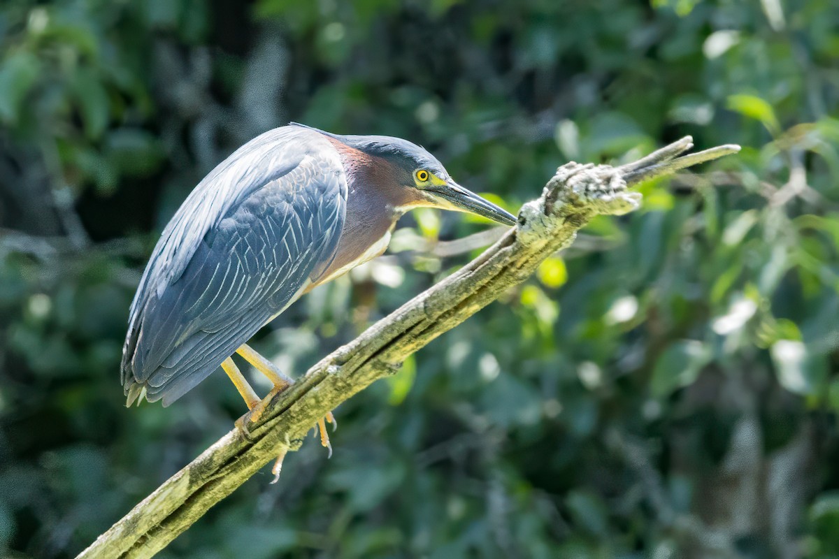 Green Heron - ML639077788