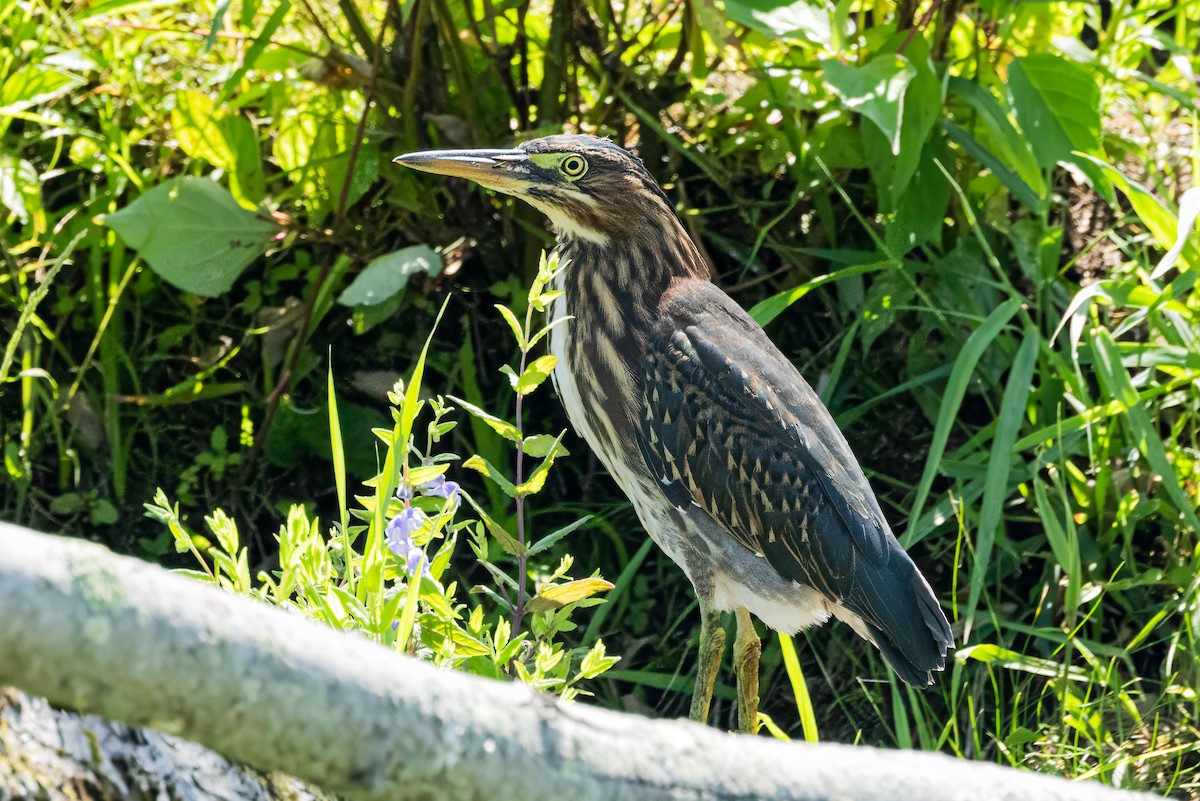 Green Heron - ML639077789