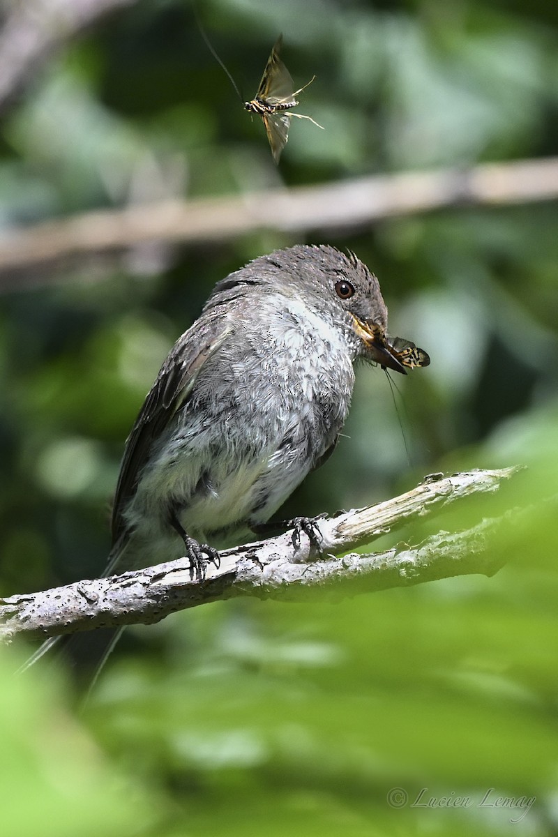 Mosquero Fibí - ML639077800