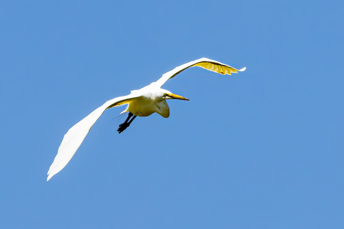Great Egret - ML639077802