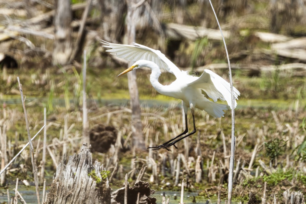 Great Egret - ML639077803