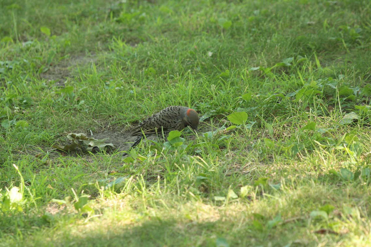 Northern Flicker - ML639077842