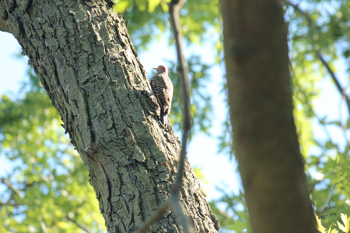 Northern Flicker - ML639077843