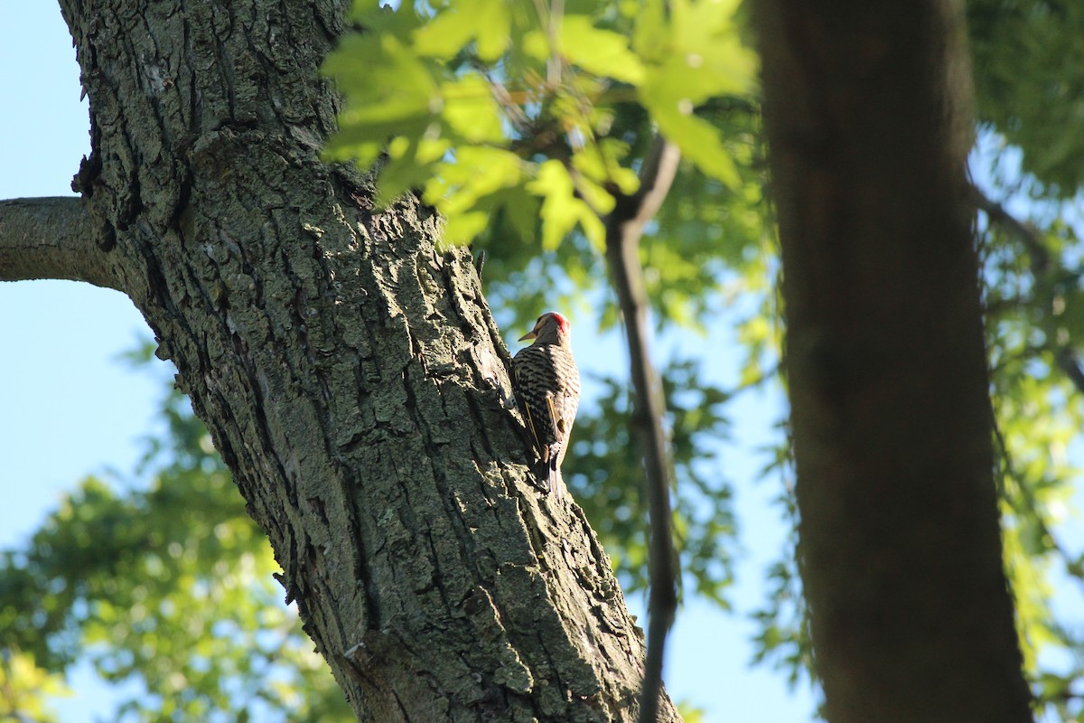 Northern Flicker - ML639077844