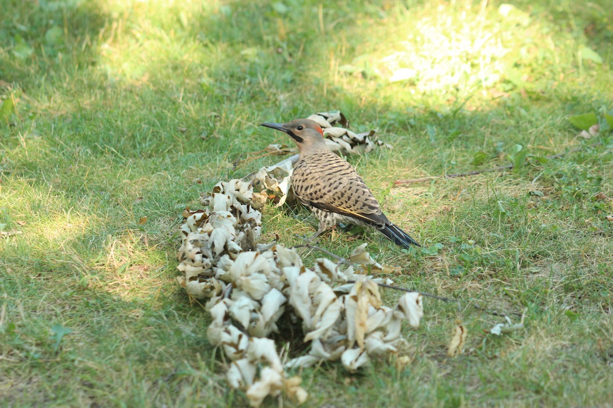 Northern Flicker - ML639077845