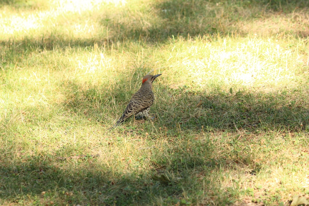Northern Flicker - ML639077846