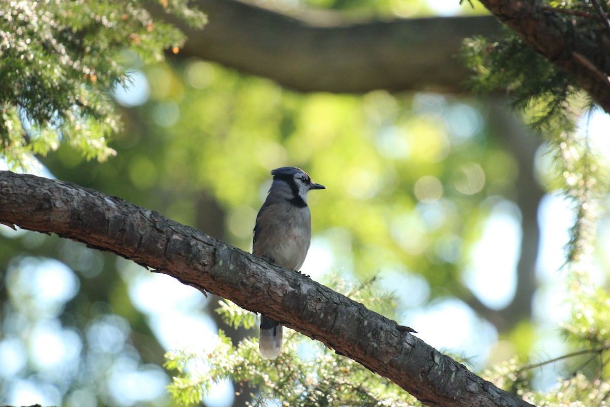 Blue Jay - ML639077862