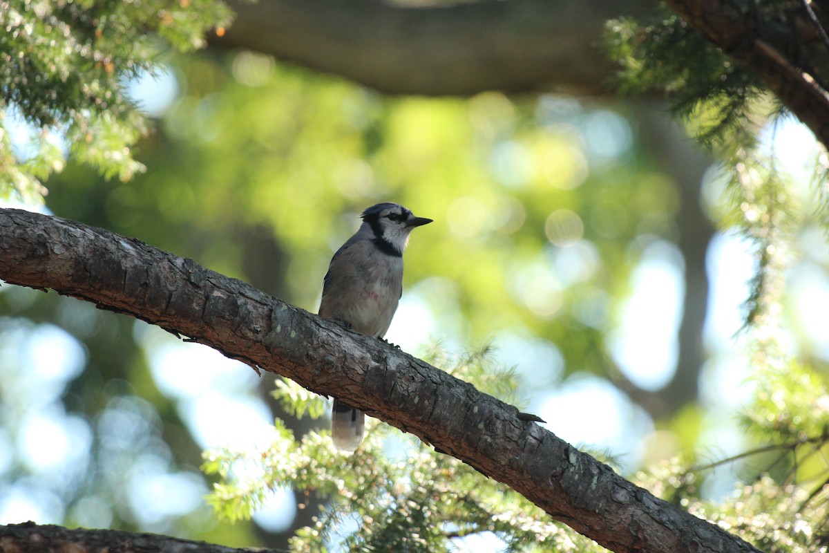 Blue Jay - ML639077863