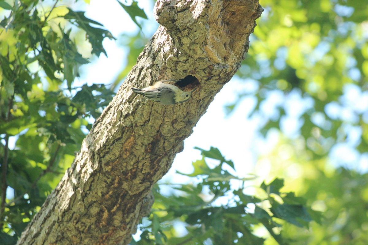 White-breasted Nuthatch - ML639077890