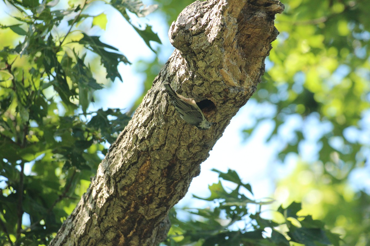 White-breasted Nuthatch - ML639077891