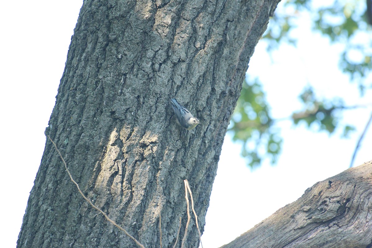 White-breasted Nuthatch - ML639077893