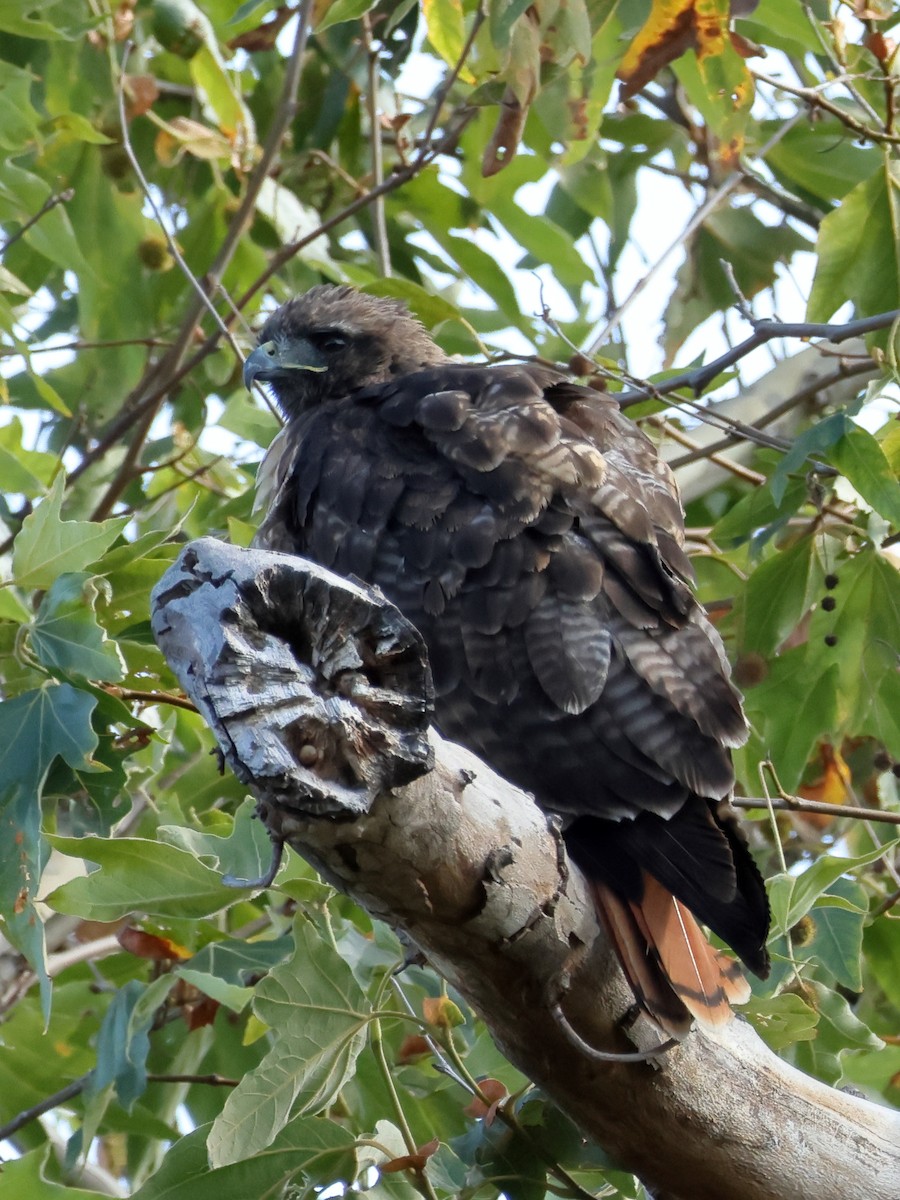 Red-tailed Hawk - ML639077909