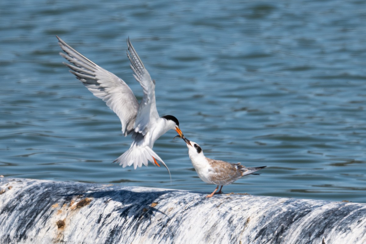 Forster's Tern - ML639078009