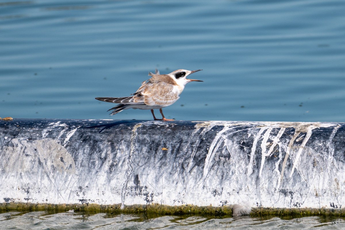 Forster's Tern - ML639078023