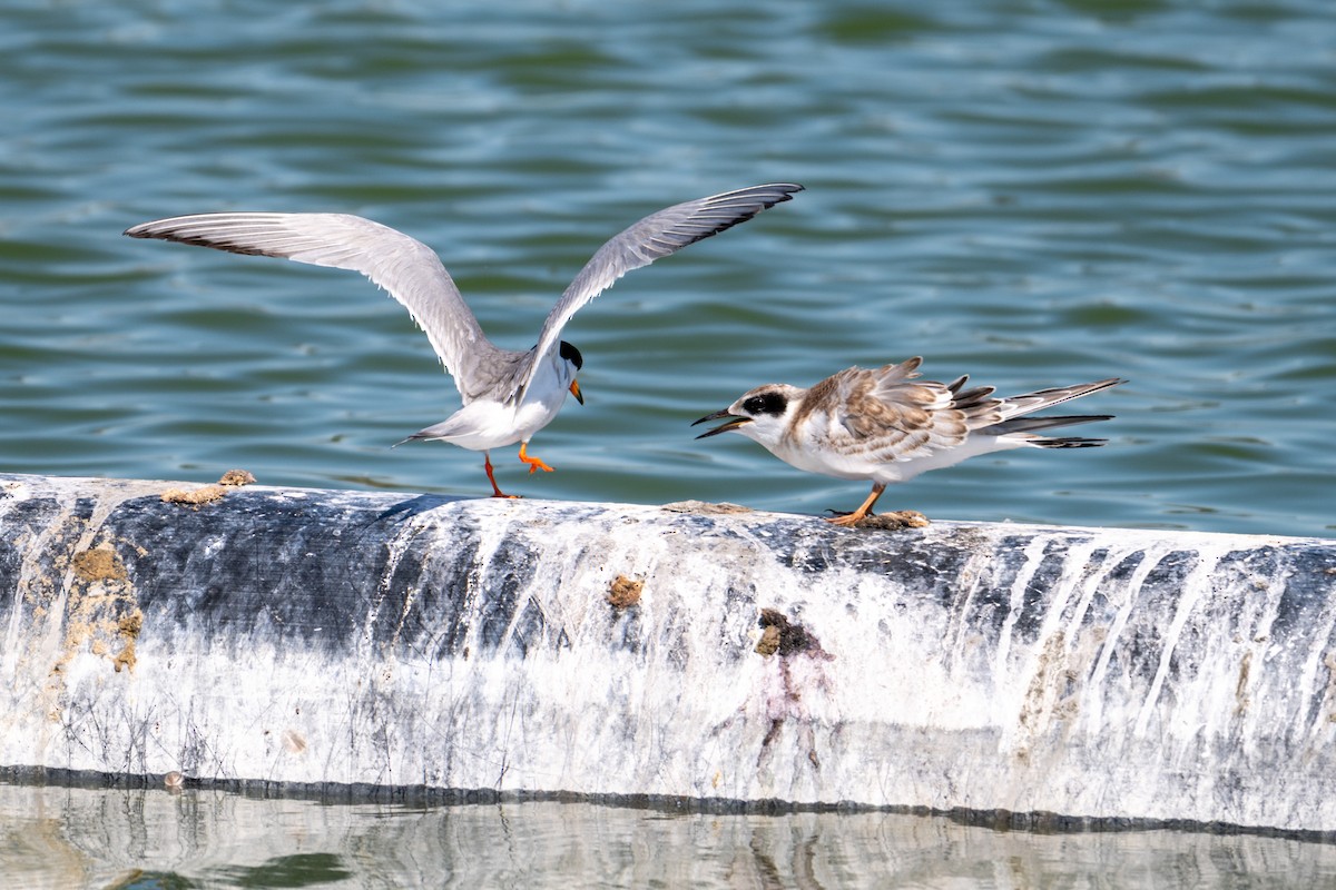 Forster's Tern - ML639078024