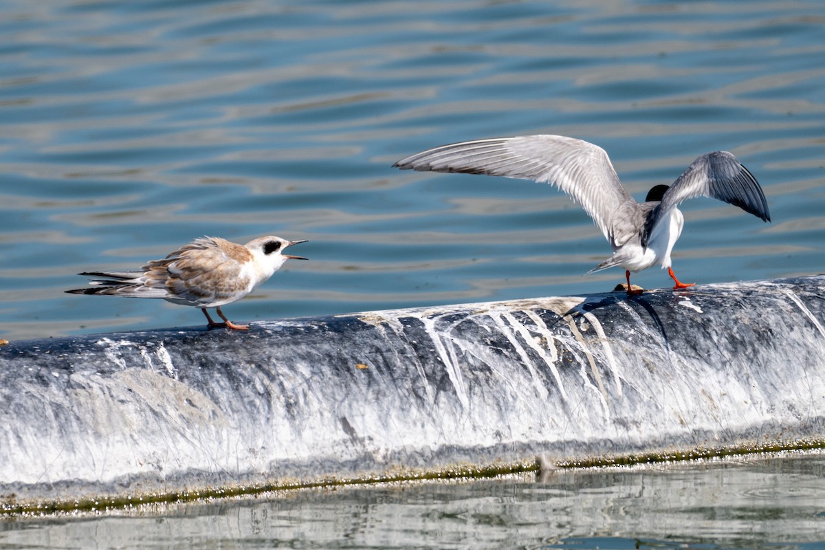 Forster's Tern - ML639078025