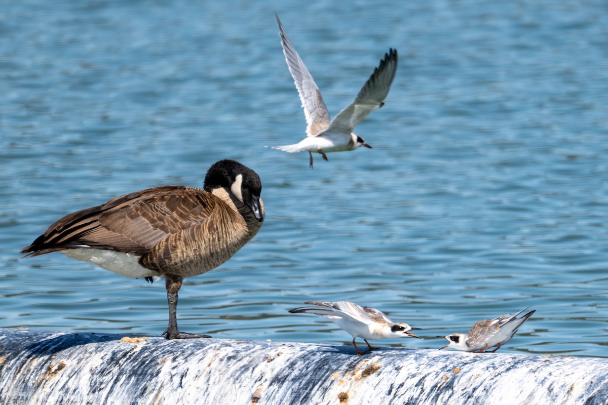 Forster's Tern - ML639078026
