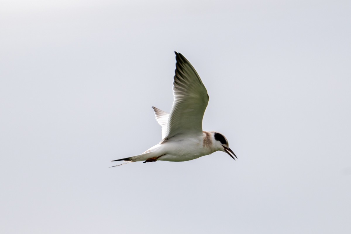 Forster's Tern - ML639078041