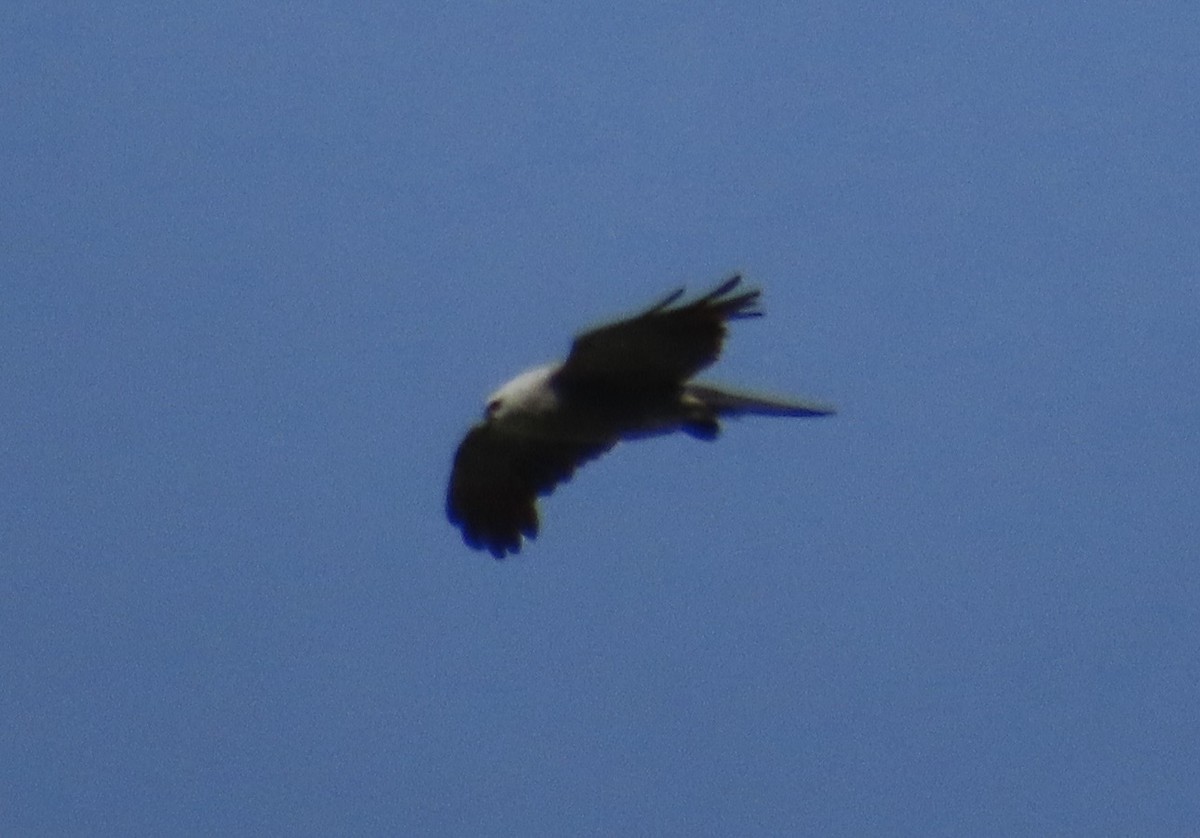 Mississippi Kite - ML639078094