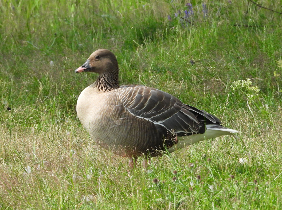 husa krátkozobá - ML639078172