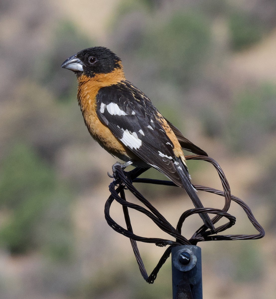 Black-headed Grosbeak - ML639078234