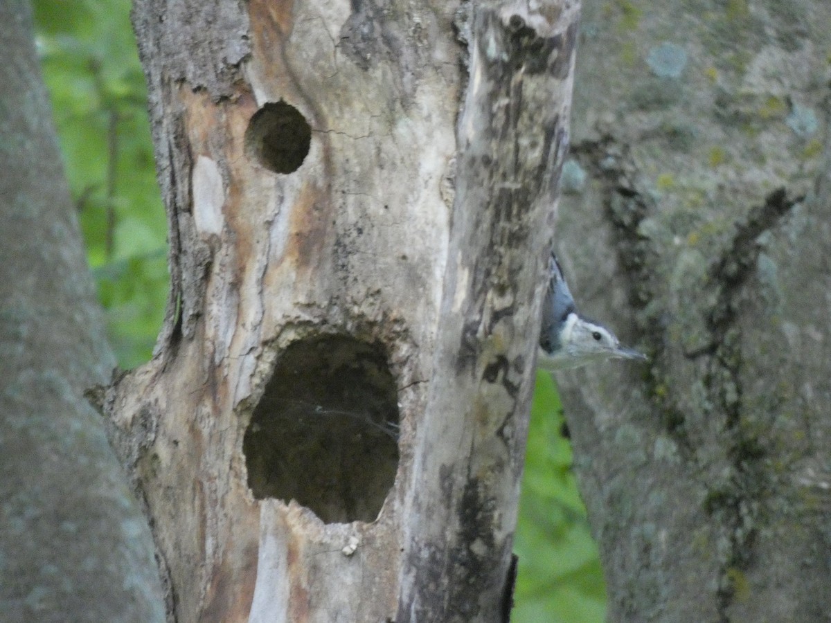 White-breasted Nuthatch - ML639078290