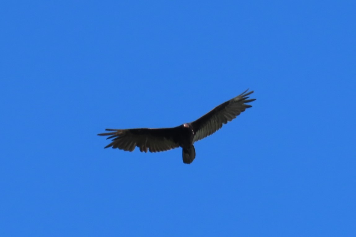 Turkey Vulture - ML639078296