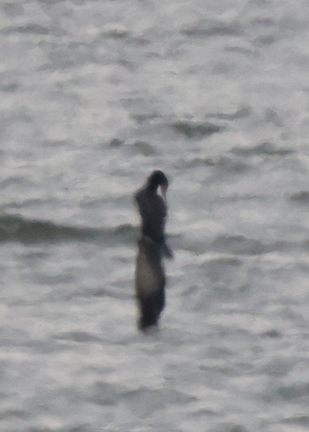 Cormoran à aigrettes - ML639078316