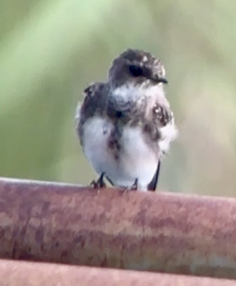Bank Swallow - ML639078320