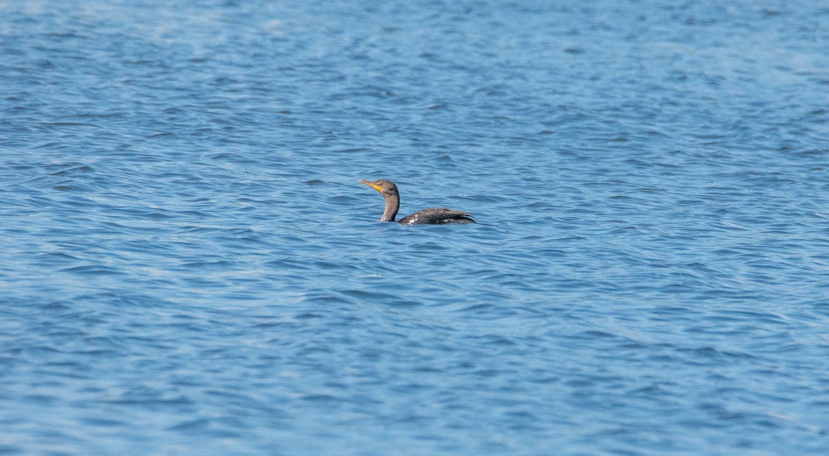 Cormoran à aigrettes - ML639078357