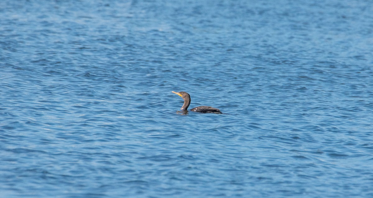 Cormoran à aigrettes - ML639078358