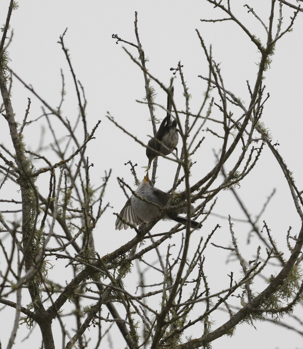 Blue-gray Gnatcatcher - ML639078363