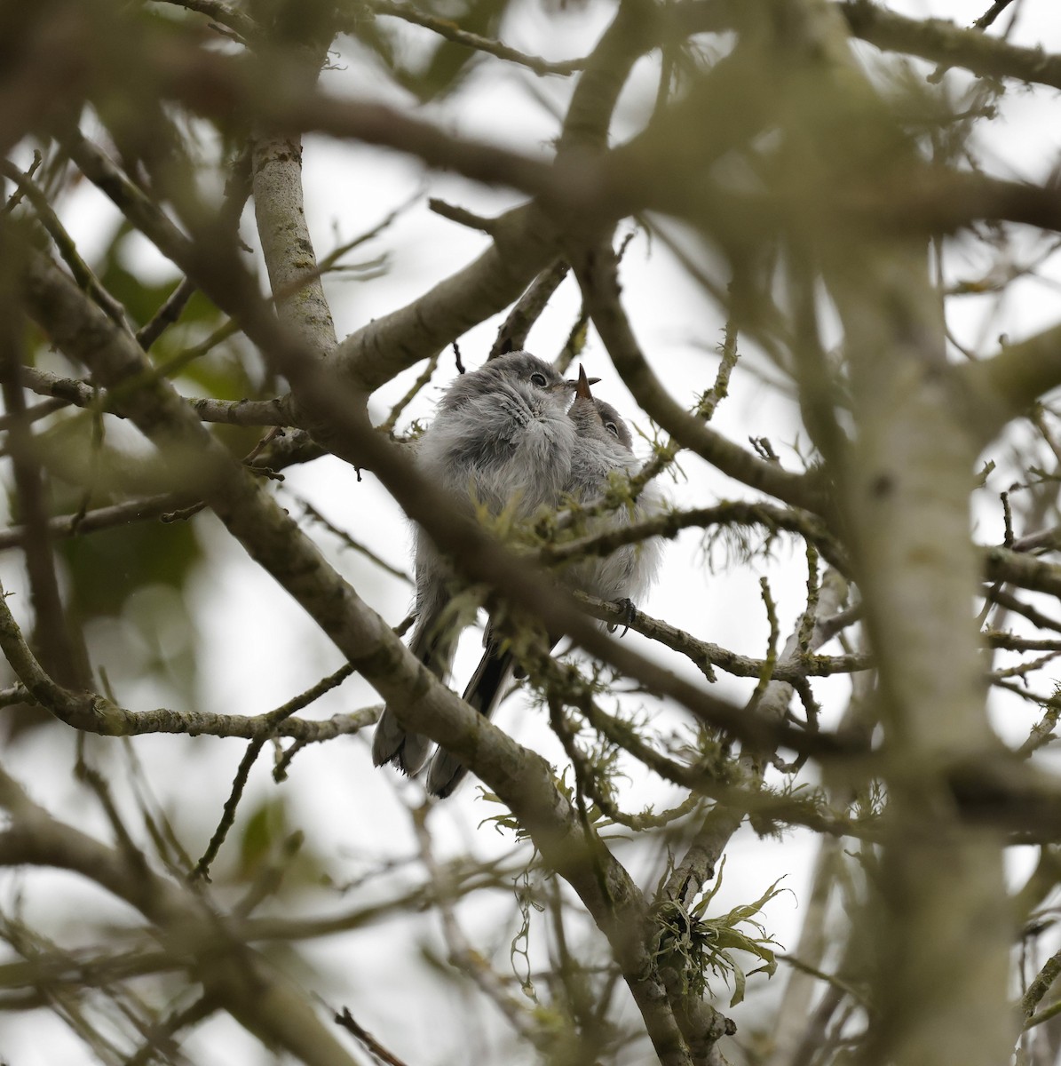 Blue-gray Gnatcatcher - ML639078376