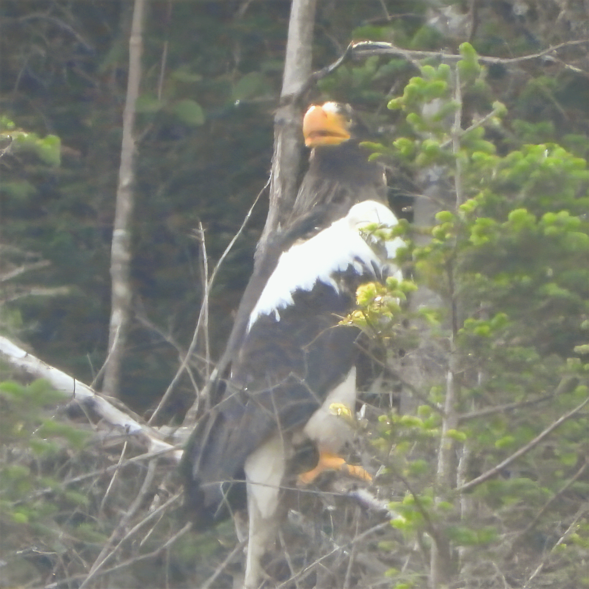 orel východní - ML639078410