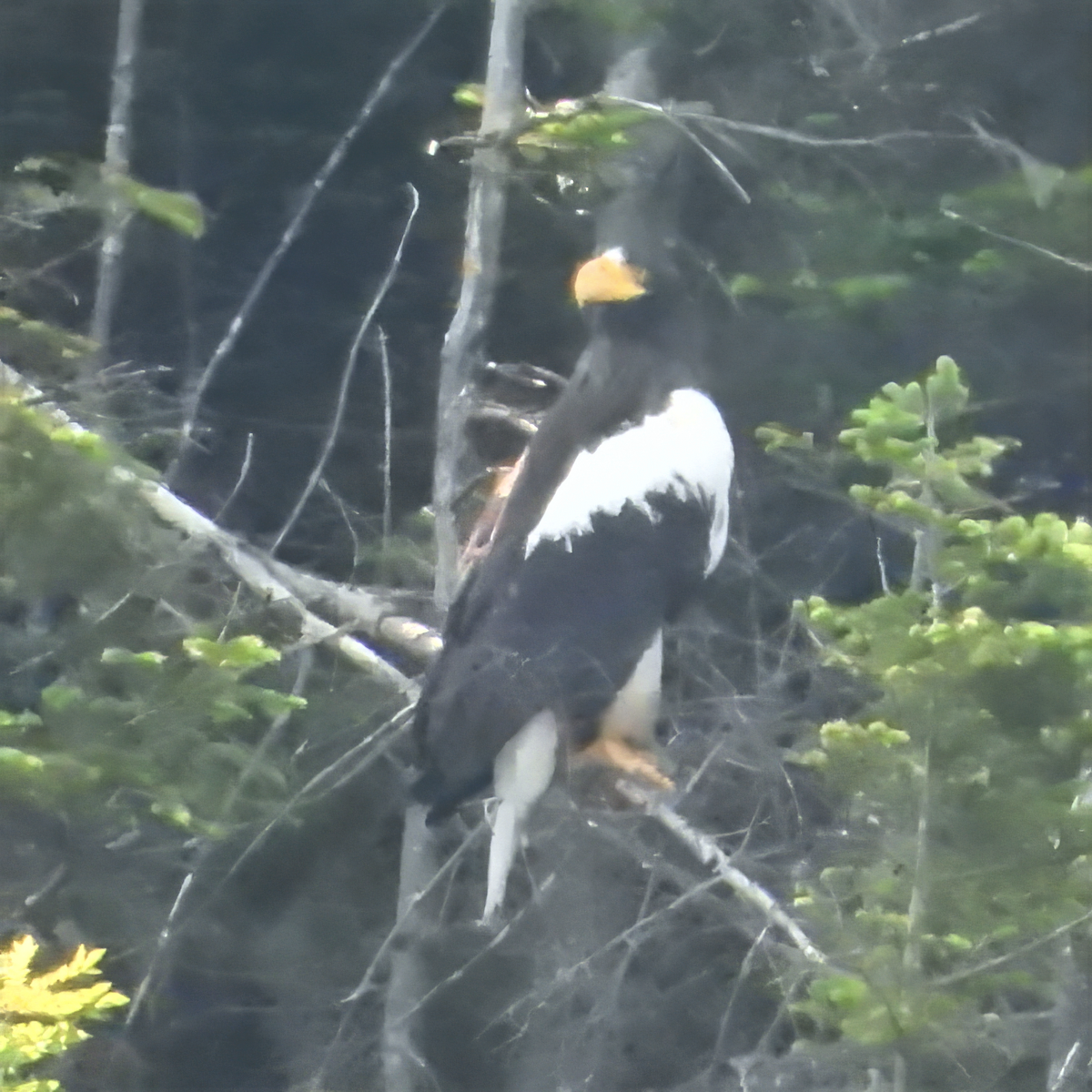 orel východní - ML639078411