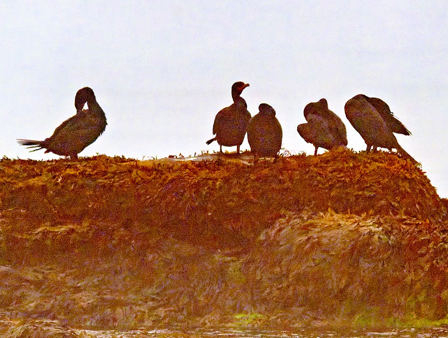 Cormoran à aigrettes - ML639078412