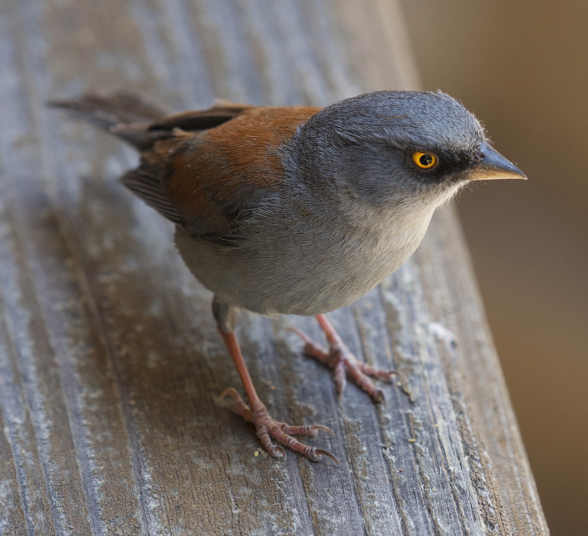 Yellow-eyed Junco - ML639078426