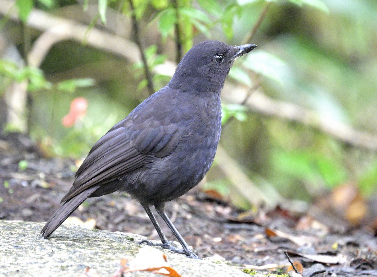Bornean Whistling-Thrush - ML639078428