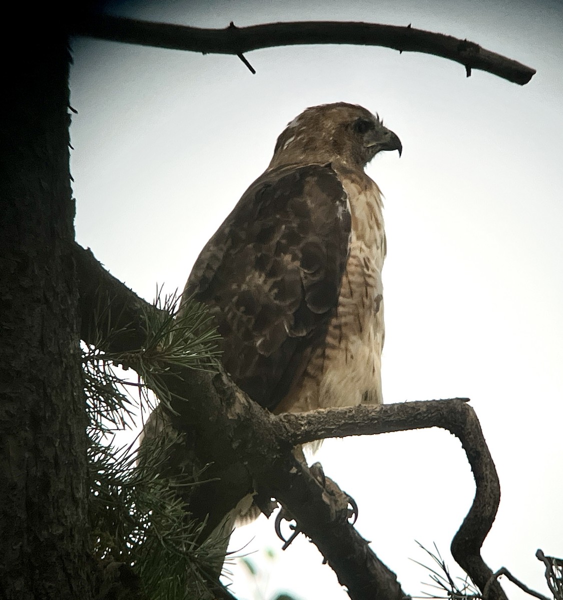 Red-tailed Hawk - ML639078532