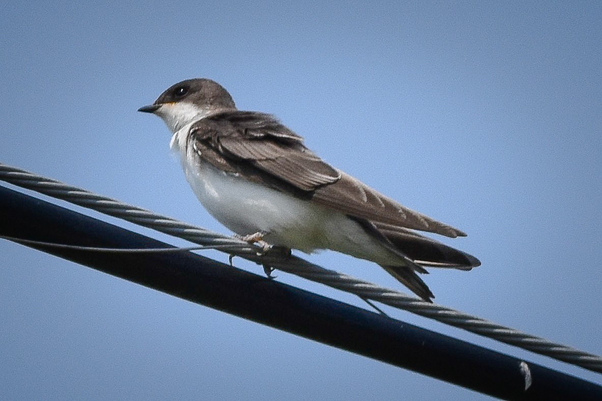 Tree Swallow - ML639078544