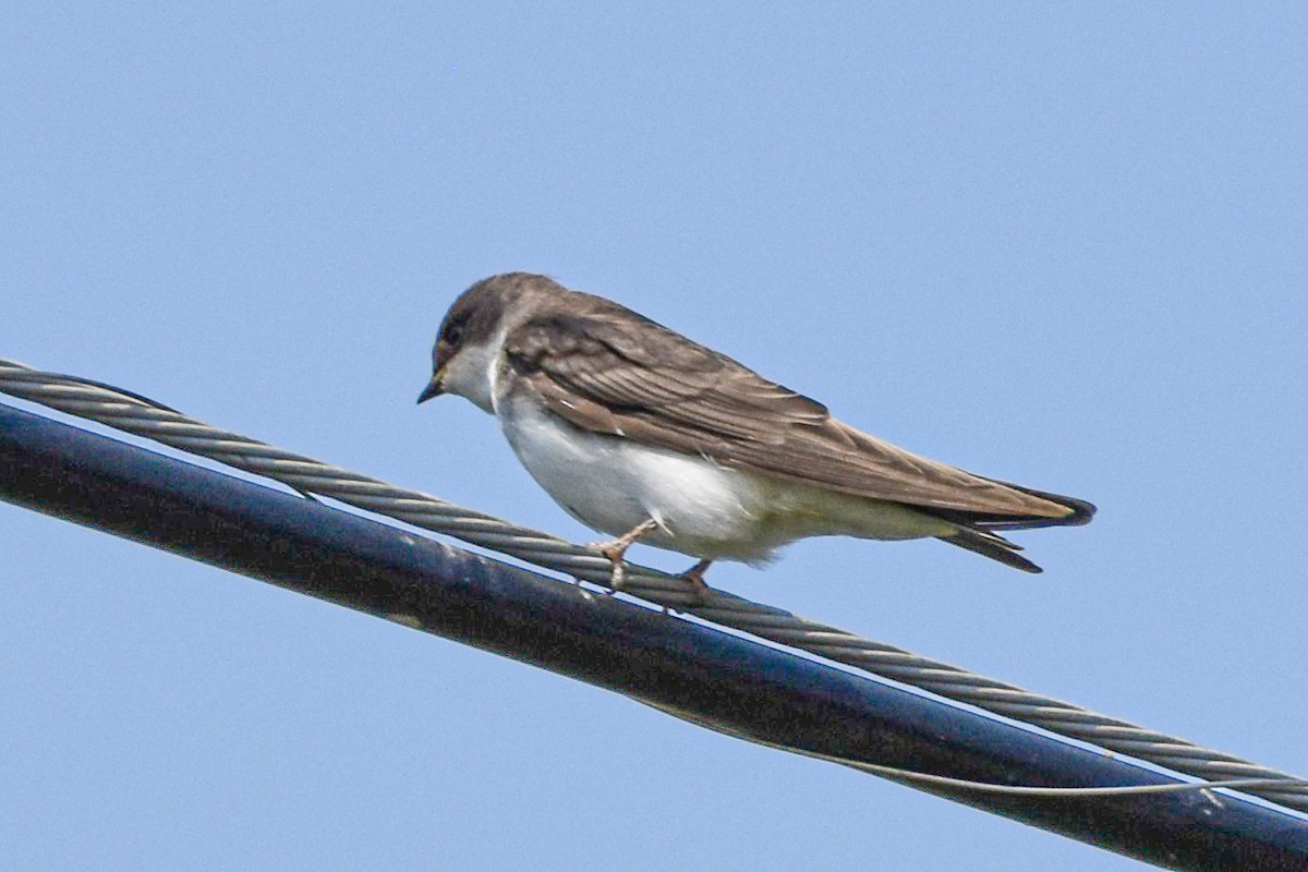 Tree Swallow - ML639078545