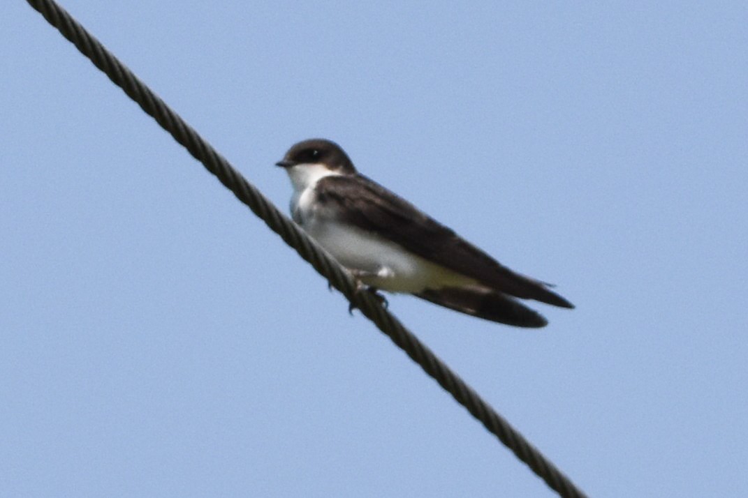 Tree Swallow - ML639078546