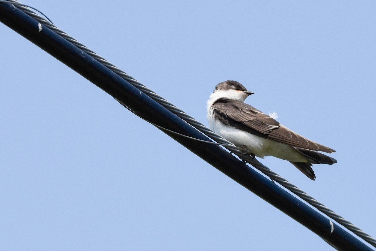 Tree Swallow - ML639078547