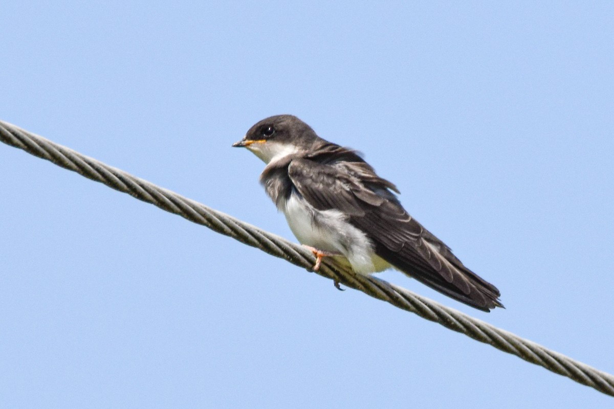 Tree Swallow - ML639078548