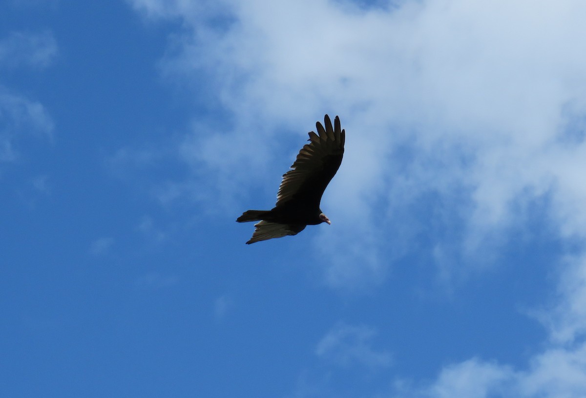 Turkey Vulture - ML639078576