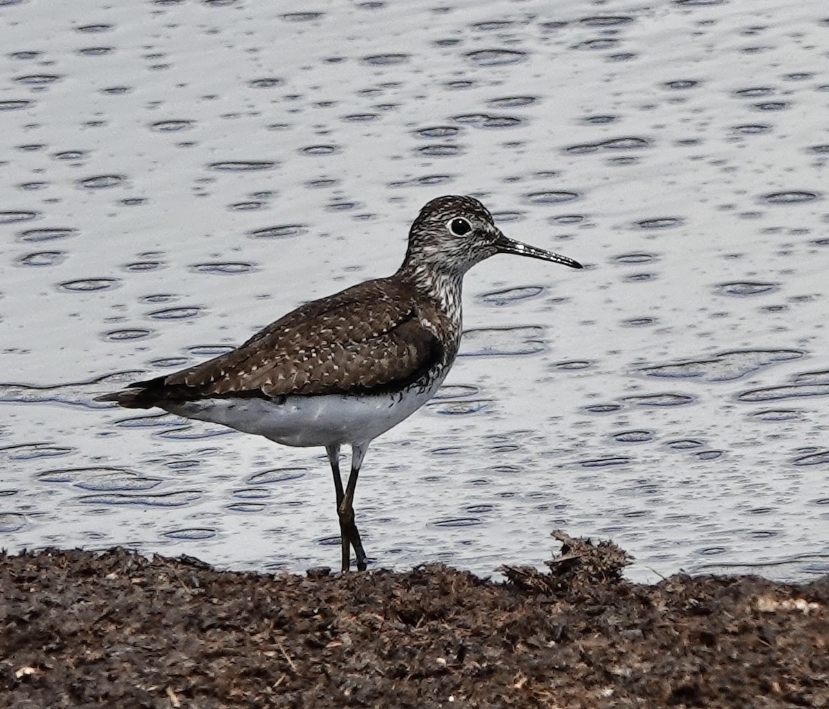 Solitary Sandpiper - ML639078580