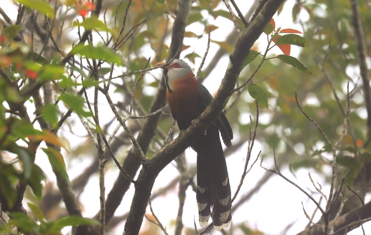 Scale-feathered Malkoha - ML639078587