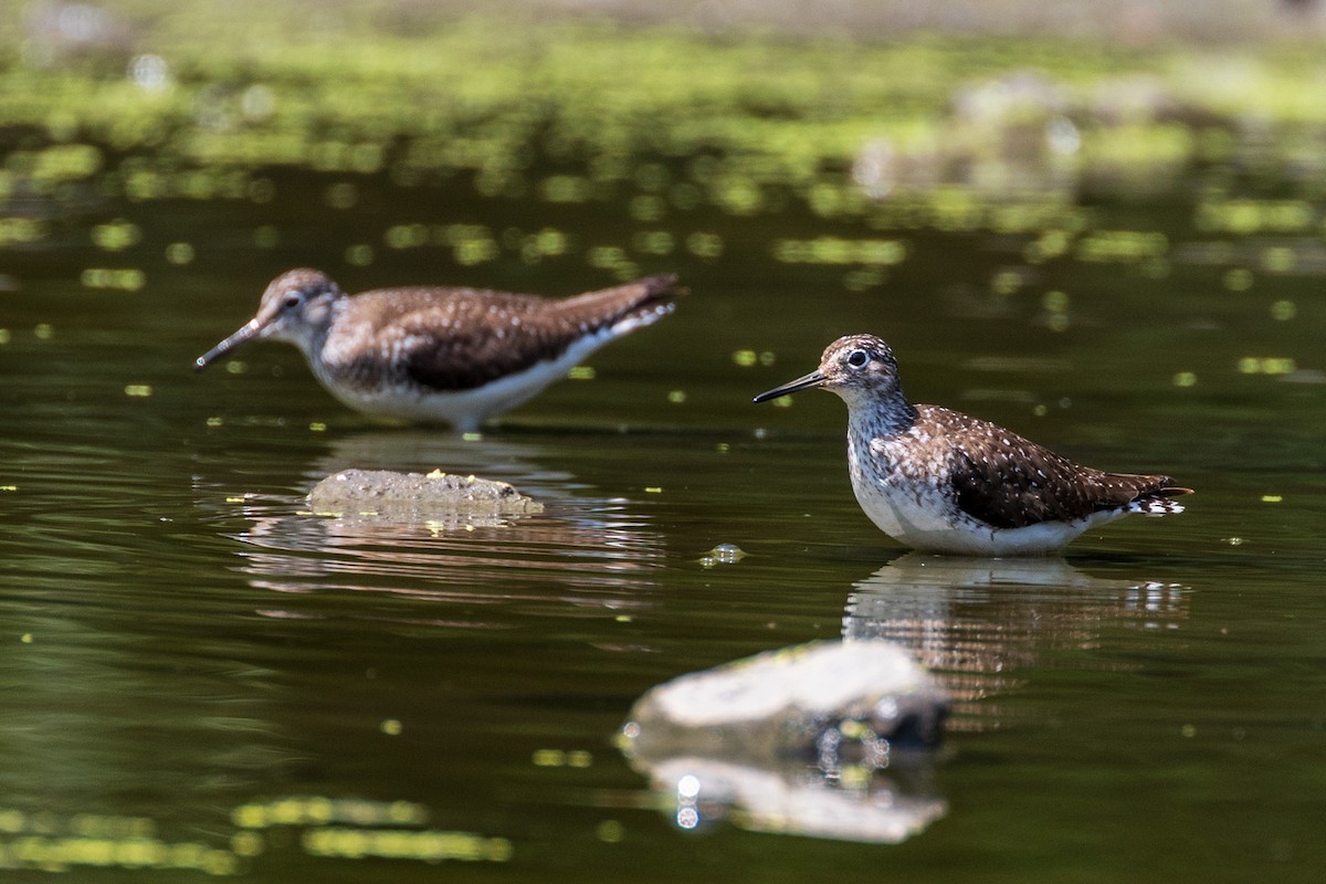 Solitary Sandpiper - ML639078609
