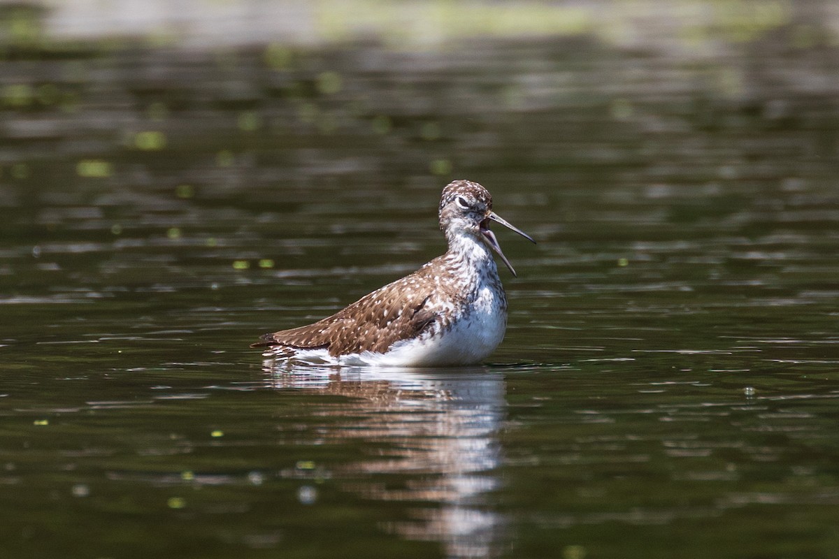 Solitary Sandpiper - ML639078610